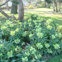 Helleborus argutifolius
